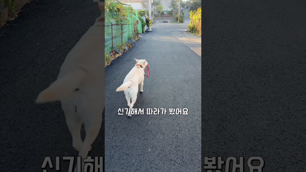 혼자 산책하는 리트리버를 따라가 봤더니… 대박
