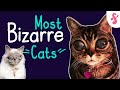 👽 10 MOST BIZARRE CATS IN THE WORLD | Furry Feline Facts