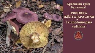 Красивый гриб без вкуса! Рядовка жёлто-красная - Tricholomopsis rutilans.