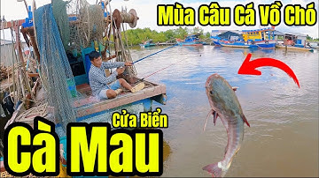 Mùa Câu Cá Vồ Chó - Cá Hanh Ở Cửa Biển Cà Mau #video 
