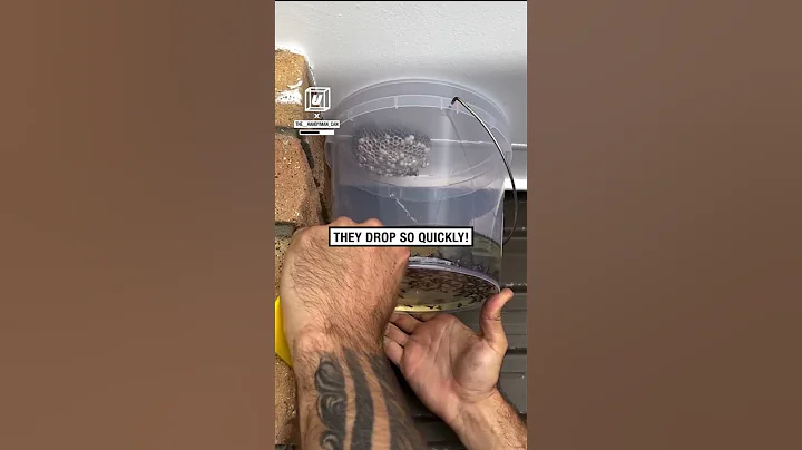 How to remove a wasp's nest 😲🐝          🎥: Instagram / the__handyman_can