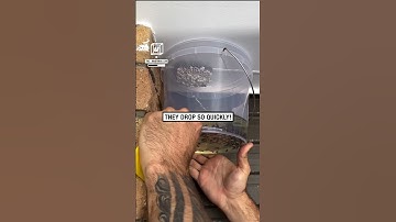 How to remove a wasp