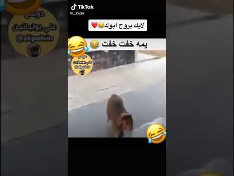 خوش ضرطه