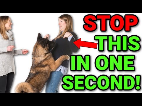 Video: Cara Mengajar Anjing Gembala Jerman Anda Berhenti Melompat Pada Orang