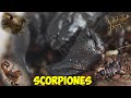 Кормление скорпионов и обзор моей коллекции