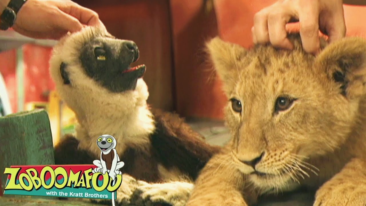 Coceira | Zoboomafoo Português - WildBrain | Episódios Completos para Crianças