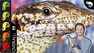 Timor Monitor, The Best Pet Lizard?