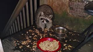 Baby raccoon returns! | Episode 215