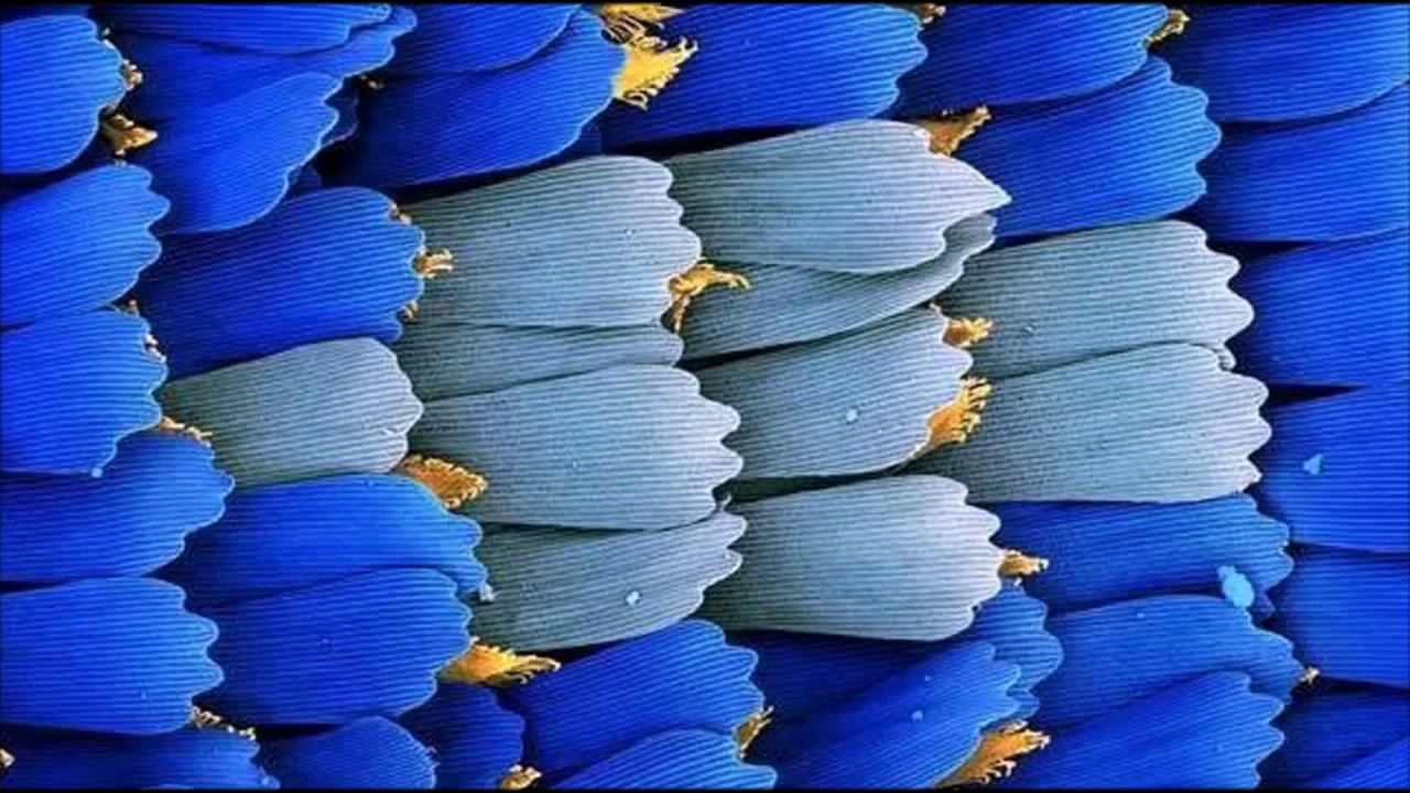 Крыло бабочки под микроскопом Butterfly wing scanning microscope