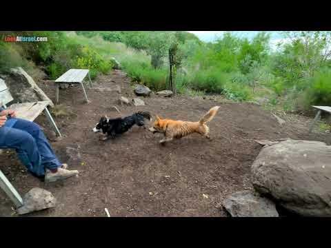 Веселые и сумасшедшие корги на источнике Эйн Шоко в Израиле