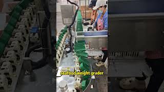 seafood weight grader#seafood #fishmachine #fishprocessing #foodmachinery
