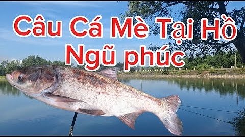 Câu Cá Mè Tại Hồ Ngũ phúc