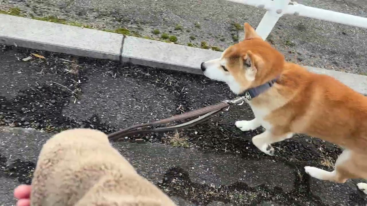 No More Treats? Fine… I’ll Keep Walking
