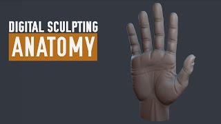 ZBrush Human Anatomy - Hands