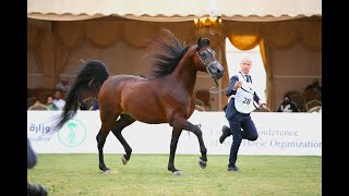 البطولة الوطنية الثالثة عشر لجمال الخيل العربية الأصيلة 2024