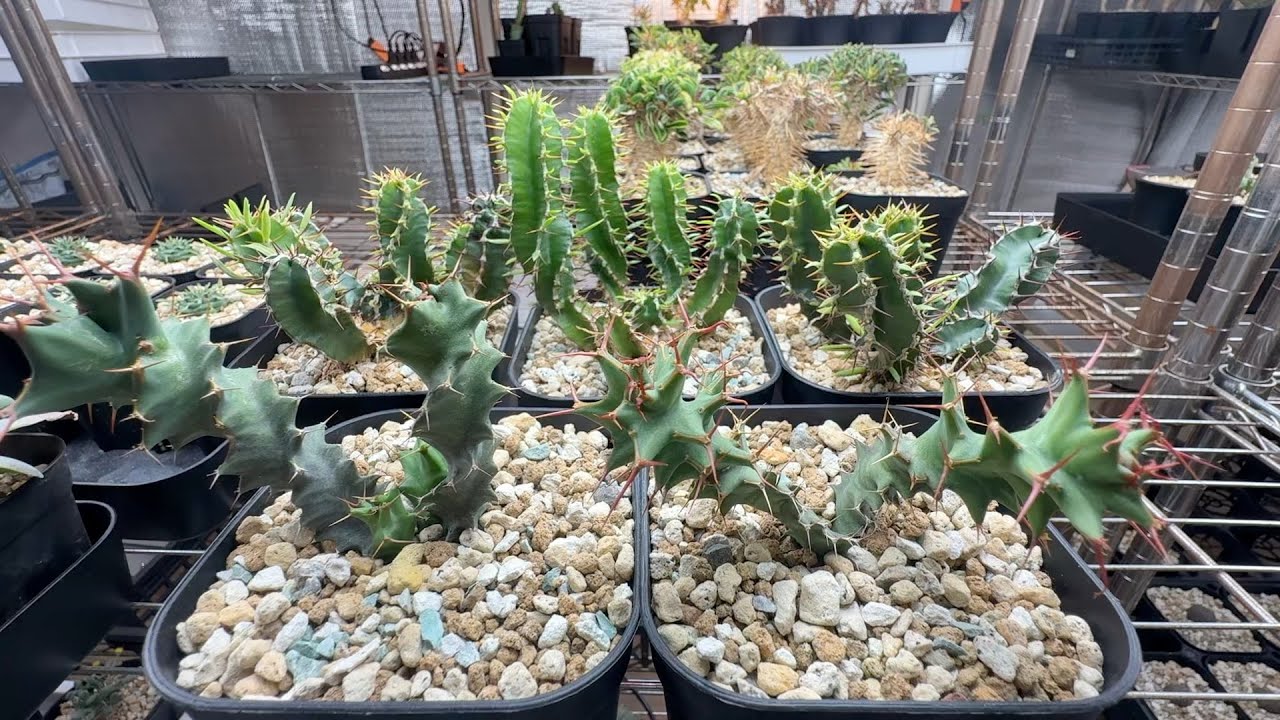 ムランジーナとトルチラマの植え替え