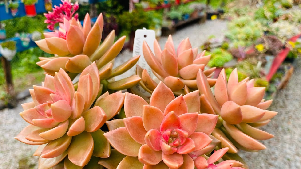 SUCULENTAS CHARMOSAS/ COMO SÃO AS FLORES DAS SUCULENTAS 