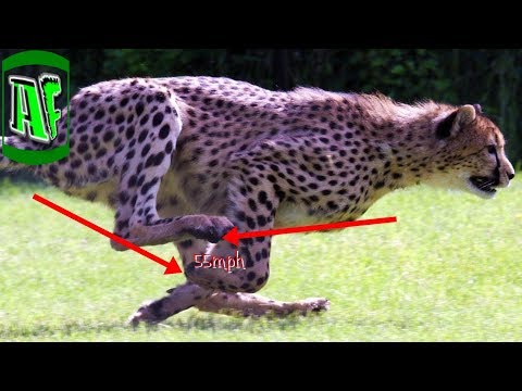 10 ყველაზე სწრაფი ცხოველი