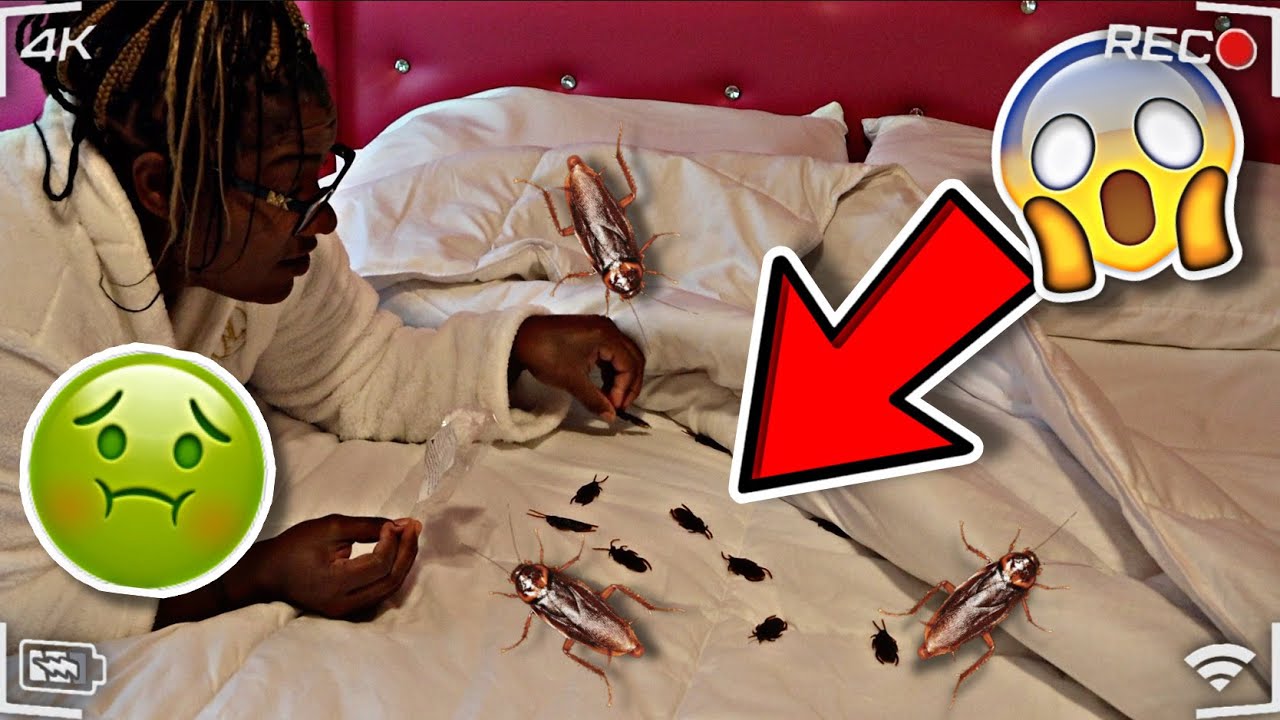 FAKE ROACHES IN MIKAYLA BED PRANK! (HILARIOUS REACTION) - YouTube
