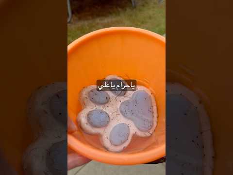 السكوشي كلها حشرات