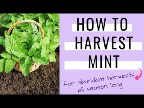 Mint: Planting, Growing, and Harvesting Mint Plants