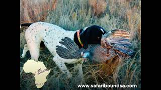 Premier Upland Bird Hunting in South Africa 🔥 | Francolin, Guineafowl & Pigeon Safari