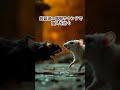 【保存版】ネズミ撃退音まとめ|効果的な超音波と周波数で夜間の侵入を遮断