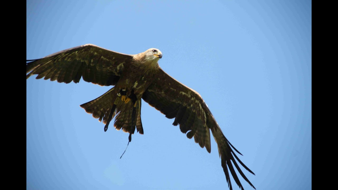 Falkenhof - Schloß Rosenburg