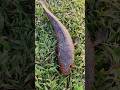 Bila Waktu T Lah Berakhir Versi Ikan Gabus ЁЯШнЁЯШнЁЯШн Shorts Bila Waktu T Lah Berakhir Versi Ikan Gabus ЁЯШнЁЯШнЁЯШн Shorts