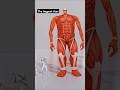 Biggest Titans in Attack on Titan – Size Ranking