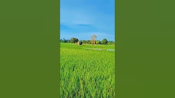 SANTAI DISAWAH