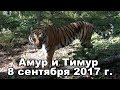 Амур и Тимур 8 сентября 2017 г.