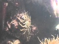 view Pink-Tipped Anemone Closing (Time-Lapse) digital asset number 1