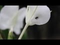 Natural Videos HD 1080p