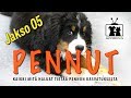 Koirat: Pennut - Pureminen kuriin - jakso 05