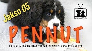 Koirat: Pennut  Pureminen kuriin  jakso 05