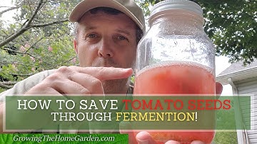 How to Save Tomato Seeds through Fermentation - Saving Garden Seeds Part 2