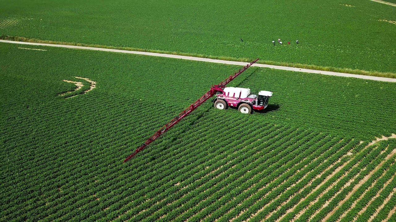 Cultures de Pommes de terre