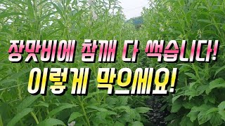 장맛비 참깨농사 끝장? 📍참깨농사 장마 대처법📍 참깨 침수 방지📍 참깨 병해충 예방