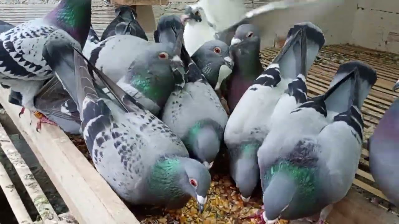 Alimentação da pombadinha 