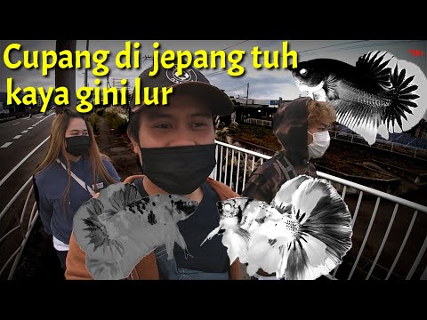 SEHARIAN KELILING TOKO IKAN CUPANG DI JEPANG⁉️