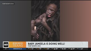 Update on baby gorilla Jameela