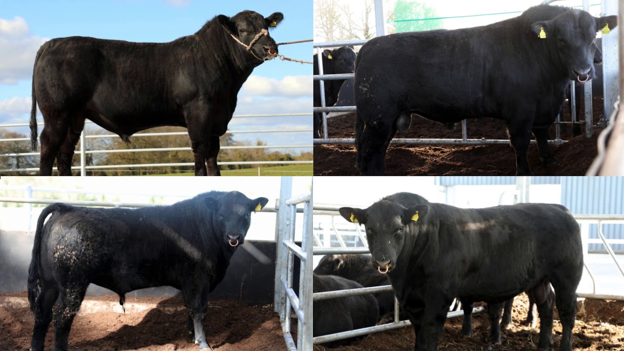 🌟 Gigginstown Angus 2020🌟
