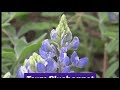 Texas Bluebonnets 2026