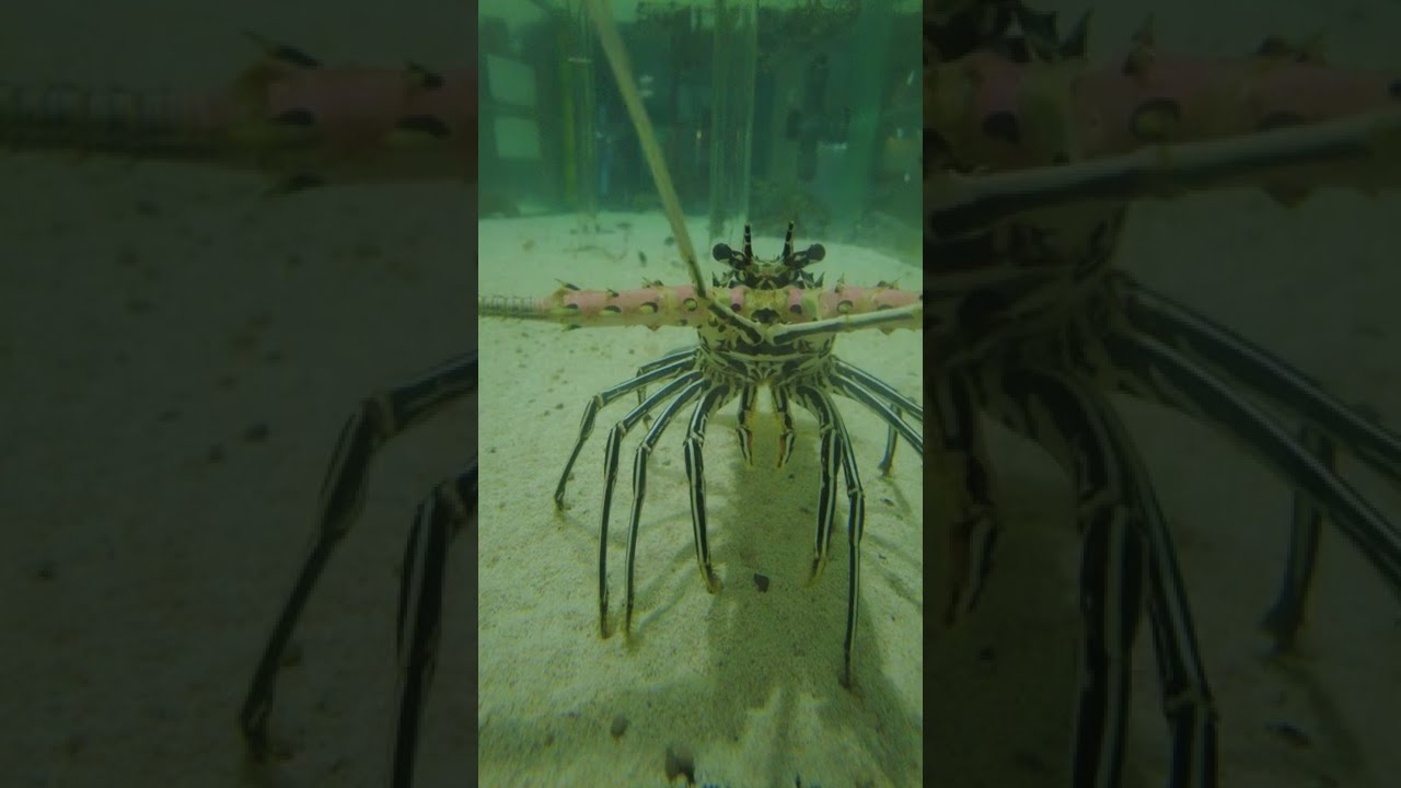 Москвариум. ВДНХ \\ Moskvarium. VDNH. - YouTube