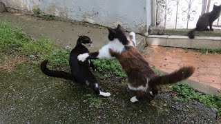 Female cat wants food,  but male cat wants love...