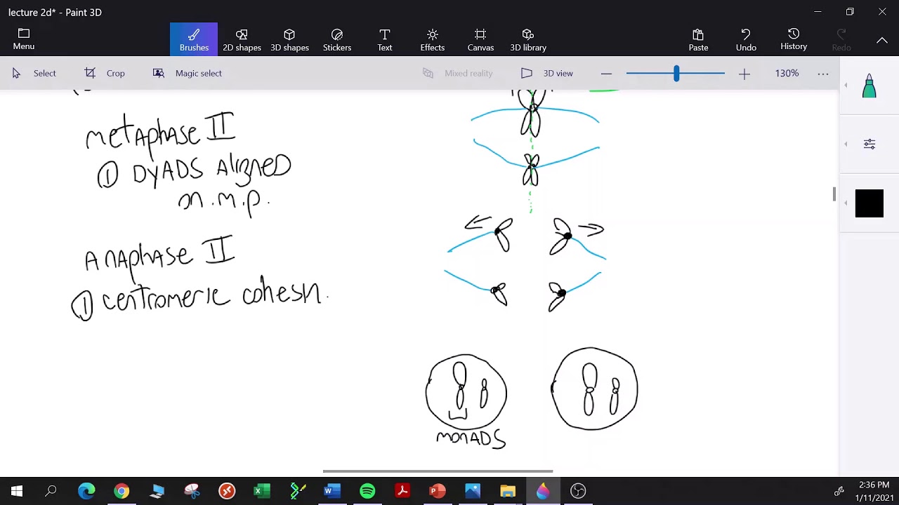 Genetics: L2-F, Meiotic Anaphase I Through Telophase II (Recommend 1.5x speed)