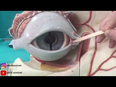 Göz Anatomisi (Orbita ve Göz Maketi)