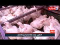 دينار التهريب يهدد قطاع الدواجن بالانهيار علي الجميلي
