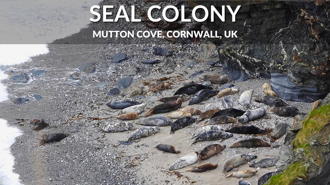 Seal Colony, Mutton Cove, Godrevy, Cornwall, UK